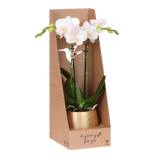 Kolibri Orchids | Witte Phalaenopsis Orchidee - Mineral Amabilis in Elite Sierpot Goud met Giftbox - Ø9 cm