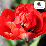 Tulpenzwiebeln Bombastic Red – 20 Stück | KH Bloembollen® | Rote Pfingsttulpe – Gefüllt & Luxuriös – Für Garten oder Topf – Größe 11/12 – Frisch vom Züchter!