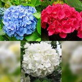 Hortensia / Hydrangea macrophylla Tricolour - Bloem Blauw, Roze en Wit  - 3 Planten - Bladverliezend - Weinig Onderhoud - Pot 17cm Hoogte 30cm