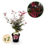 Green boutiQ - Terrasplant - Japanse Esdoorn - Acer palmatum Shaina - Rood - 2 Planten - Bladverliezend - Pot 19cm Hoogte 70cm