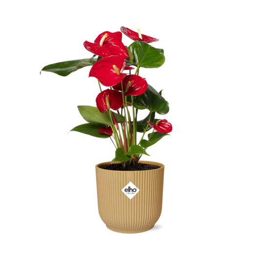 Flamingoplant / Anthurium – ↕30cm – ⌀14cm – in gele pot