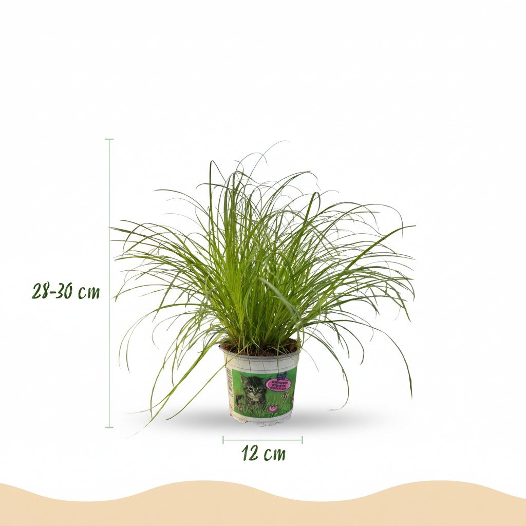 Cyperus alternifolius Zumula - Kattengras - Huisdiervriendelijke Plant - Groen - 1 Plant - met Potter Wit - Pot 12cm - Hoogte 20cm