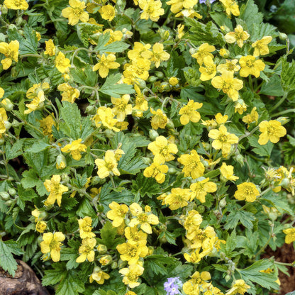 20x Waldsteinia ternata - ↕10-25cm - Ø9cm