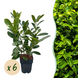 Green boutiQ - Haagplanten - Prunus laurocerasus Rotundifolia - blad groen - 6 planten - 1 strekkende meter - groenblijvend - pot 17cm hoogte 50cm