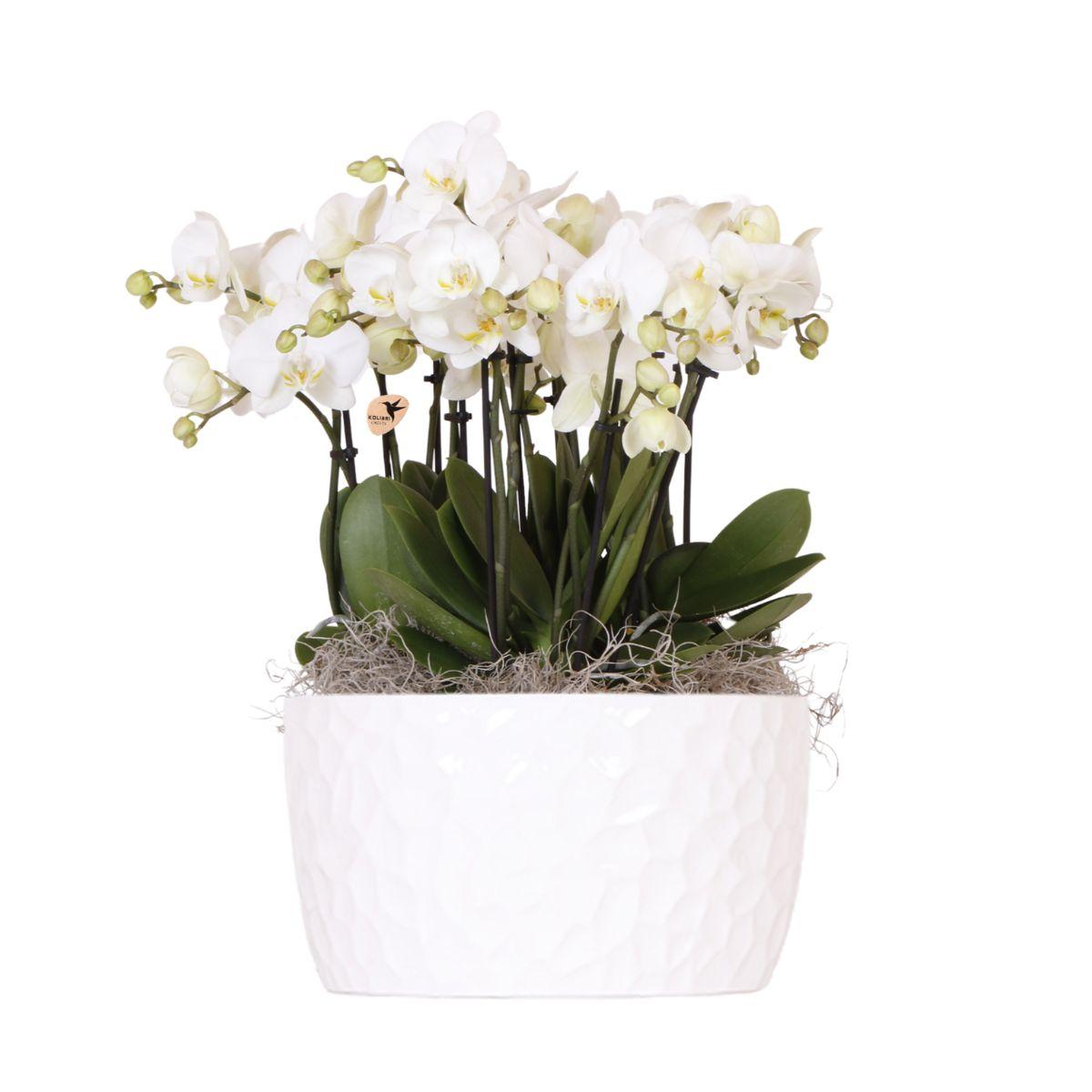 Kolibri Orchids | witte orchideeënset in Honey dish incl. waterreservoir | drie witte orchideeën Ghent 12cm | Mono Bouquet wit met zelfvoorzienend waterreservoir