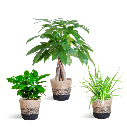 Diervriendelijke Plantenset - incl. Mand - ↕35cm - Ø12cm