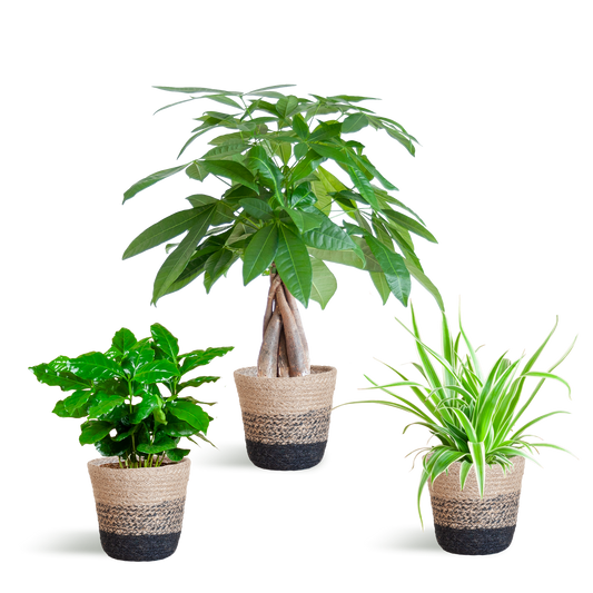 Diervriendelijke Plantenset - incl. Mand - ↕35cm - Ø12cm