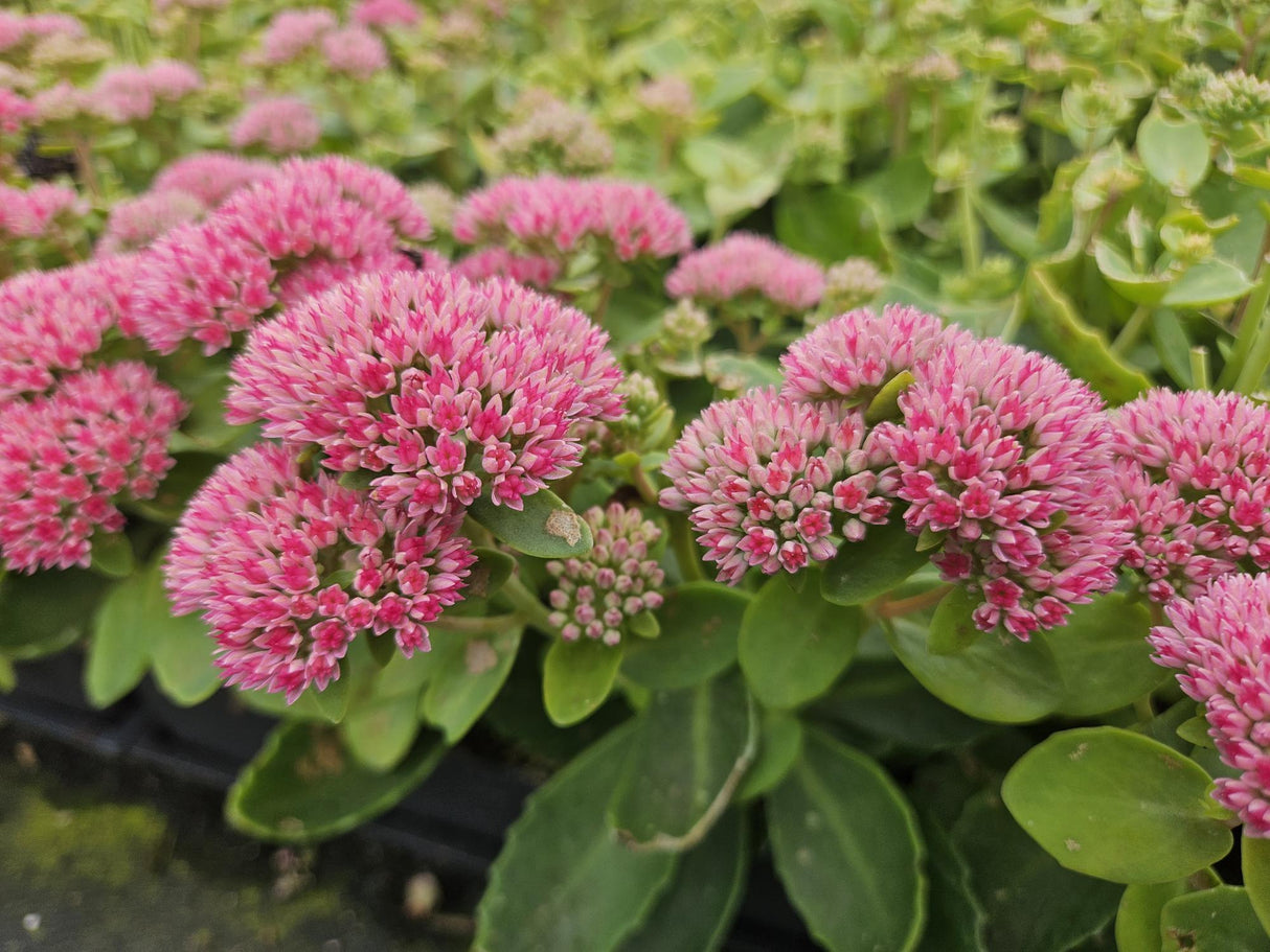 48x Sedum 'Herbstfreude' - ↕10-25cm - Ø9cm