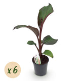 Green boutiQ - Obstpflanze - Bananenpflanze - Ensete ventricosum Maurelli - Winterhart - 6 Pflanzen - Topf 17cm Höhe 40cm