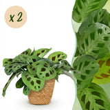Maranta Fascinator Kerchoveana - Zebraplant - Huisdiervriendelijke Plant - Groen - 2 Planten - met Mand - Pot 12cm - Hoogte 25cm