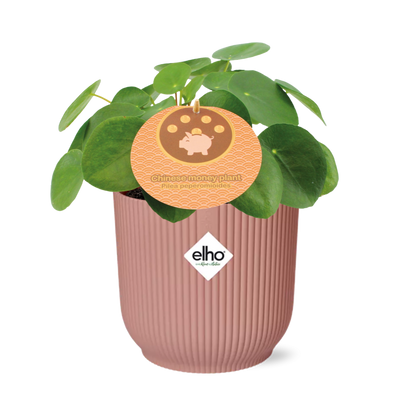 Mother's Day - Pilea Peperomioides 12cm in ELHO Vibes Fold 14cm roze