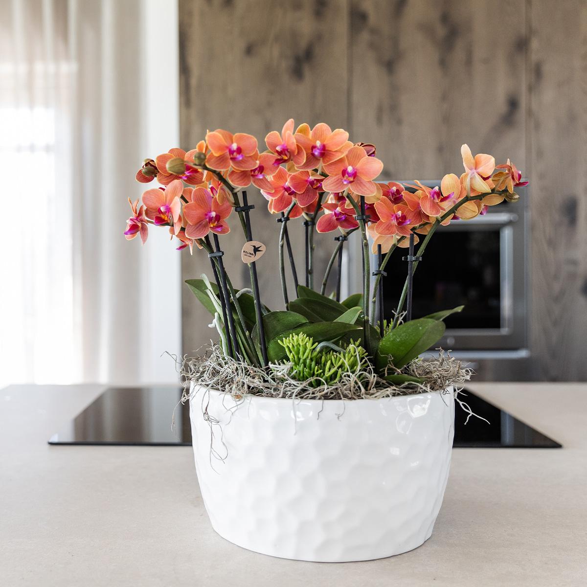 Kolibri Orchids | oranje plantenset in Honey dish incl. waterreservoir | drie oranje orchideeën Bolzano 9cm en drie groene planten | Jungle Bouquet oranje met zelfvoorzienend waterreservoir