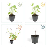 60x Persicaria amplexicaulis - ↕10-25cm - Ø9cm