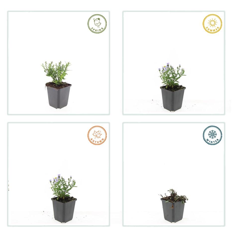 24x Aster (D) 'Prof. Anton Kippenberg'  - ↕10-25cm - Ø9cm