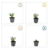 24x Aster (D) 'Prof. Anton Kippenberg'  - ↕10-25cm - Ø9cm