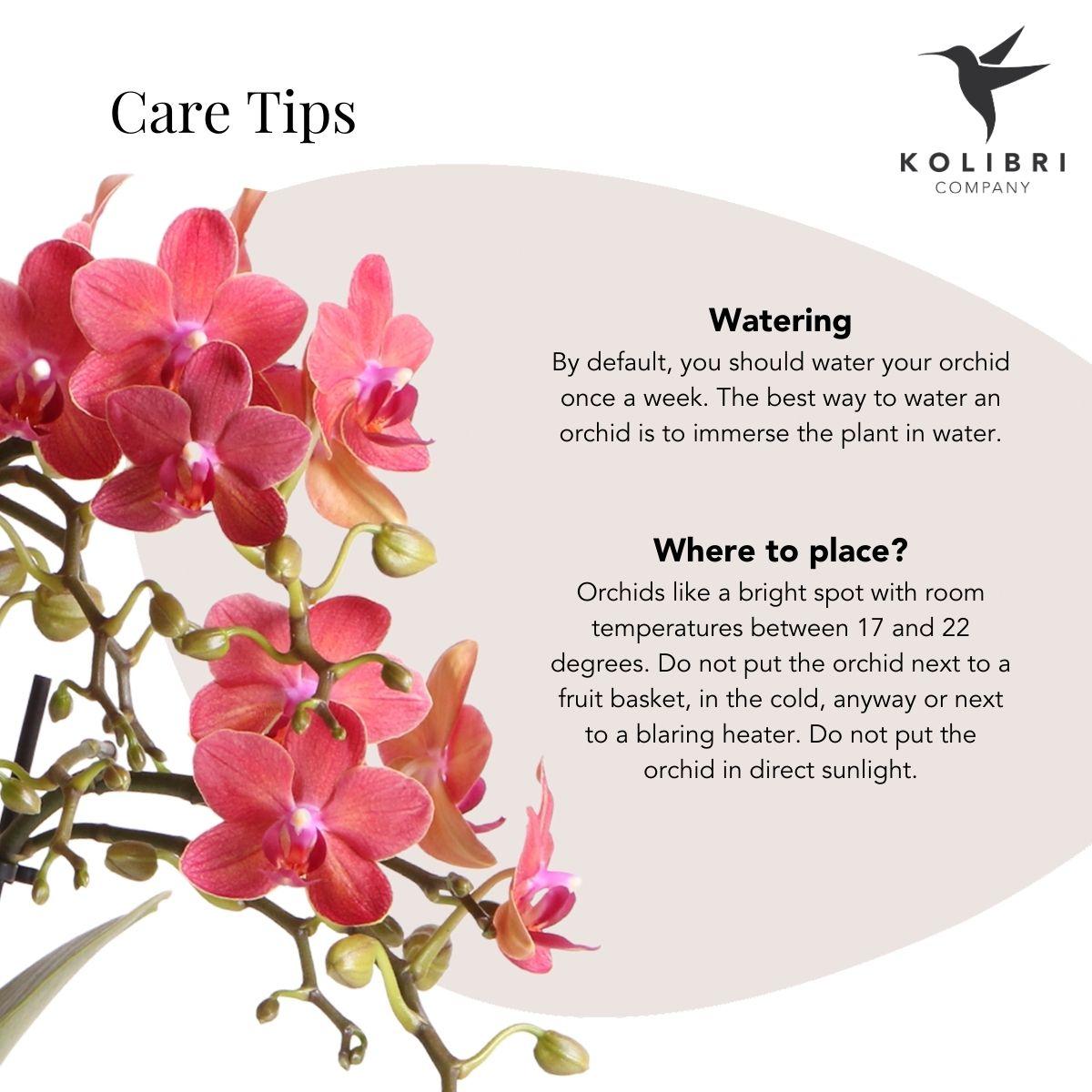 Kolibri Orchids | Rode Phalaenopsis orchidee – Congo + Gummy pot travertine – potmaat Ø9cm | bloeiende kamerplant in bloempot - vers van de kweker