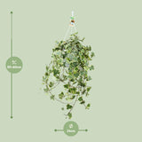 Lierre / Hedera Helix Plante Suspendue - Ø24cm - ↕60cm