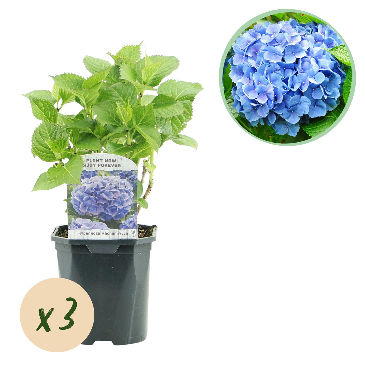 Hortensia / Hydrangea macrophylla Blauw - Bloem Blauw - 3 Planten - 1m2 - Bladverliezend - Weinig Onderhoud - Pot 17cm Hoogte 30cm