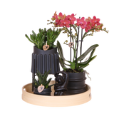 Kolibri Orchids | Gift Set Mellow - Rode Phalaenopsis Orchidee Blossom Congo & Succulenten