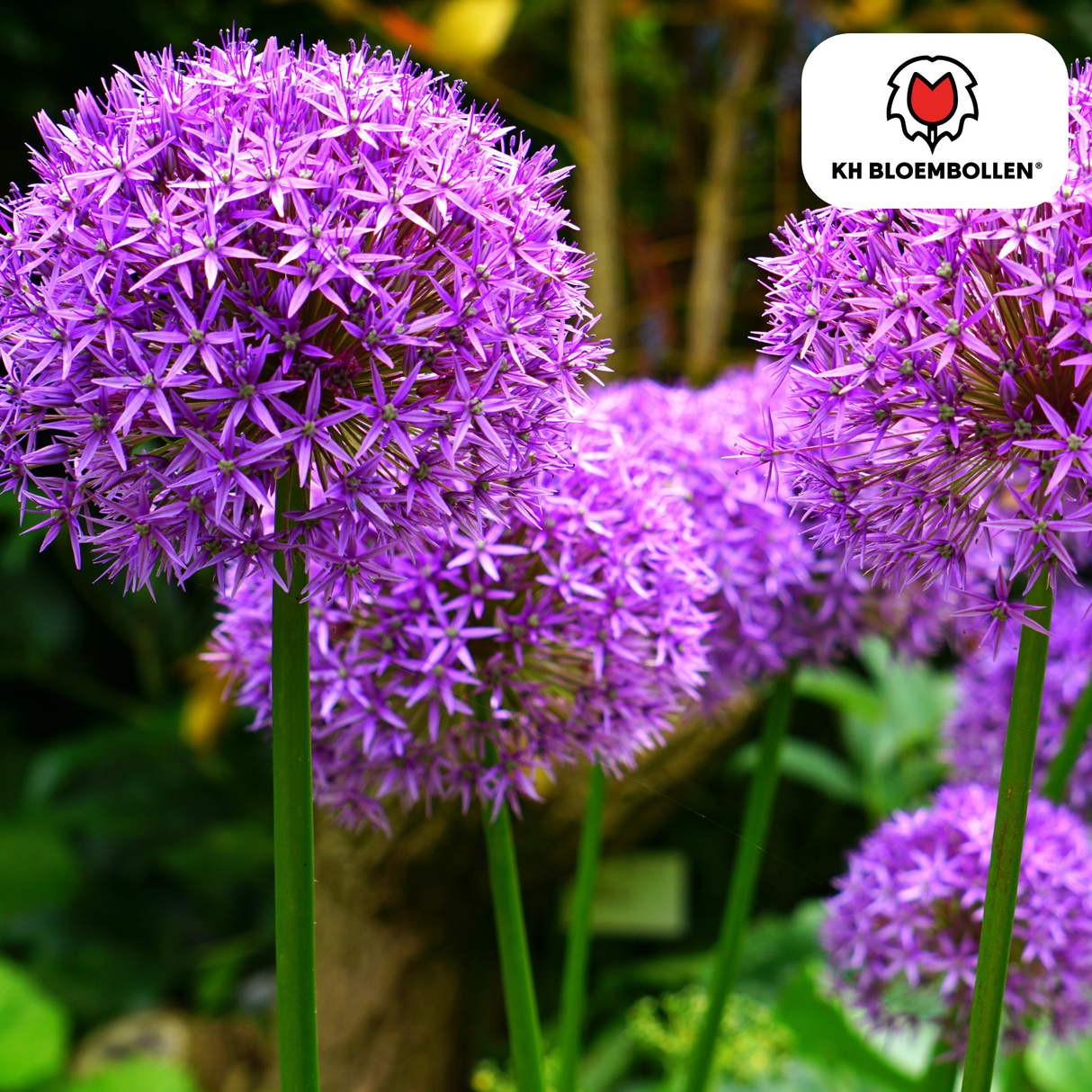Allium Globemaster 5 pièces