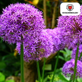 Allium Globemaster 5 pièces