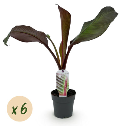 Green boutiQ - Fruitplant - Bananen plant - Ensete ventricosum Maurelli - Winterhard - 6 planten - Pot 12cm Hoogte 30cm