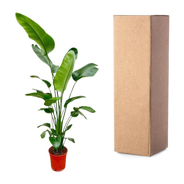Strelitzia Nicolai XXL - ↕190cm - Ø27cm