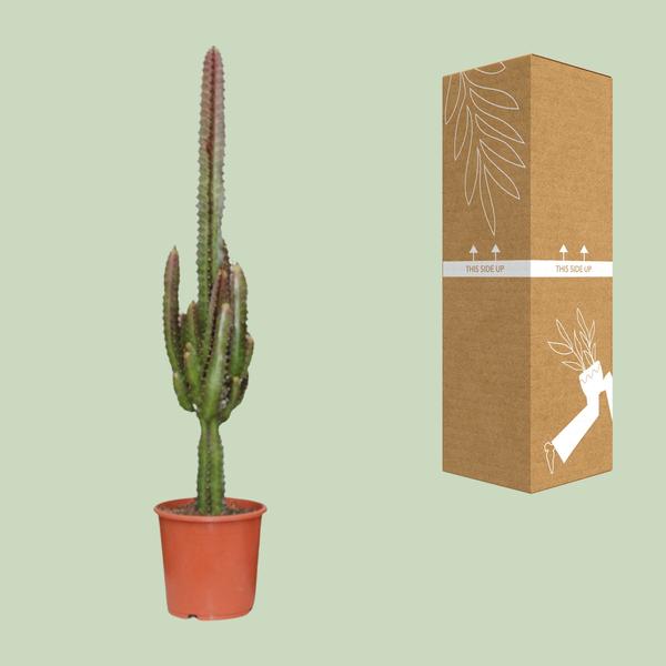 Euphorbia Trigona Rubra - ↕70cm - Ø17cm