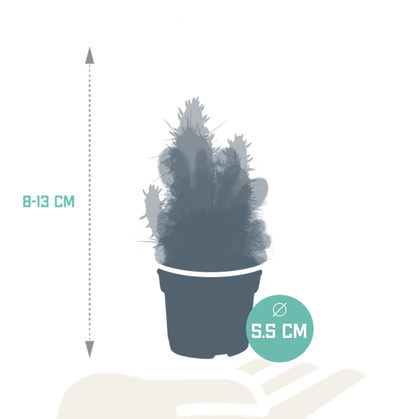 Cactus mix - ↕8-13cm - Ø6cm - 10x