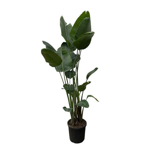 Strelitzia Nicolai XXL - ↕250cm - Ø50cm