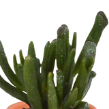 Cactus & vetplanten + terracotta pot - ↕8-13cm - Ø6cm - x15