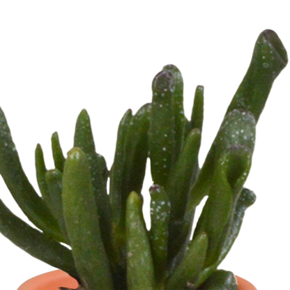 Cactus & vetplanten + terracotta pot - ↕8-13cm - Ø6cm - x15