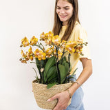 Oranje orchideeënset in Cotton Basket incl. waterreservoir | drie oranje orchideeën Las Vegas 12cm | Mono Bouquet oranje met zelfvoorzienend waterreservoir.