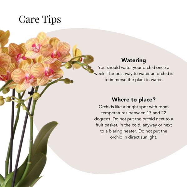 Gift set Optimism small peach | Groene plant met oranje Phalaenopsis orchidee in Candy sierpotten op wit organisch dienblad