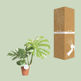 Monstera Thai Constellation - ↕40-50cm - Ø15cm