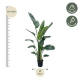 Strelitzia Nicolai XXL - ↕220cm - Ø27cm
