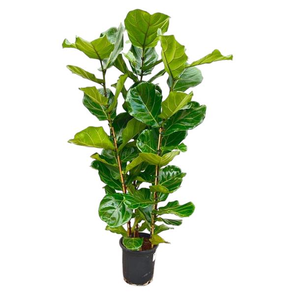 Ficus Lyrata struik - ↕160cm - Ø30cm