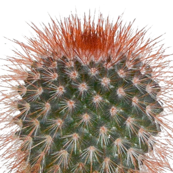 Cactus mix 5.5 cm - 5x - in witte pot