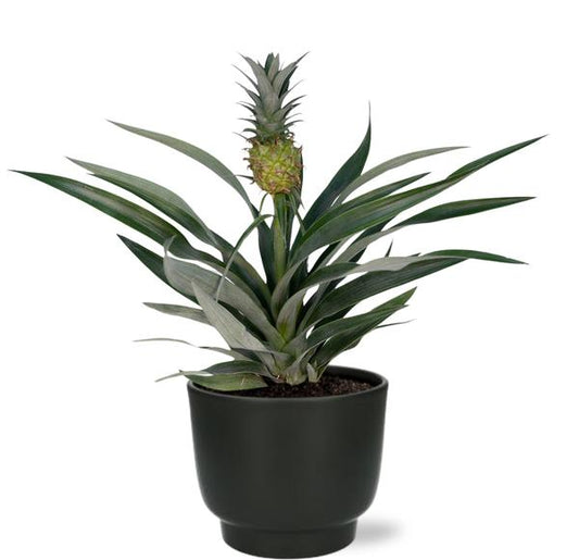 Bromelia Ananas + zwarte Pot - ↕30cm - Ø12cm
