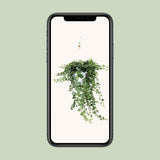 Hedera Wonder Green - ↕70cm - Ø24cm