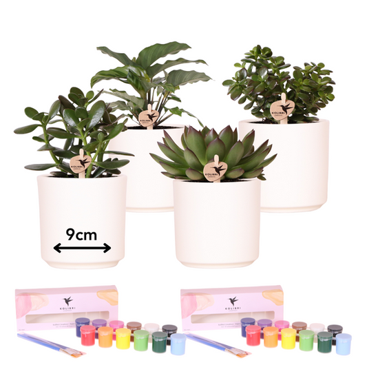 Verfpakket voor het schilderen van 4 bloempotten + succulenten