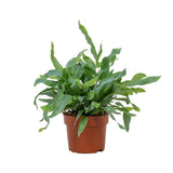 Phlebodium Blue Star - ↕32cm - Ø12cm