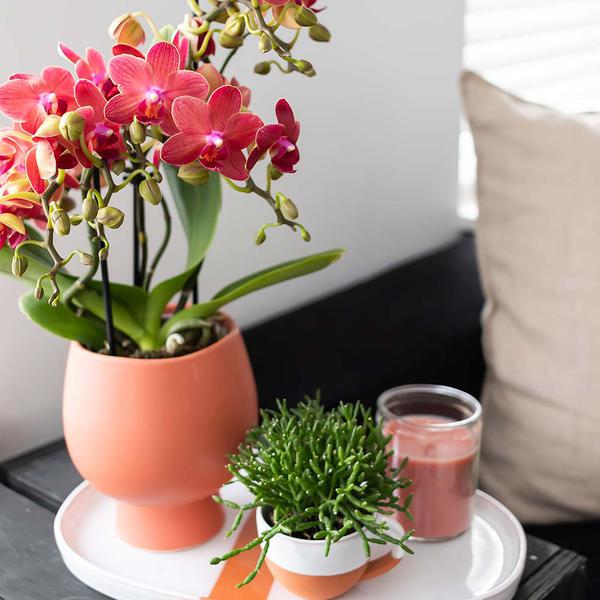 Rode orchidee - Congo - potmaat Ø9cm