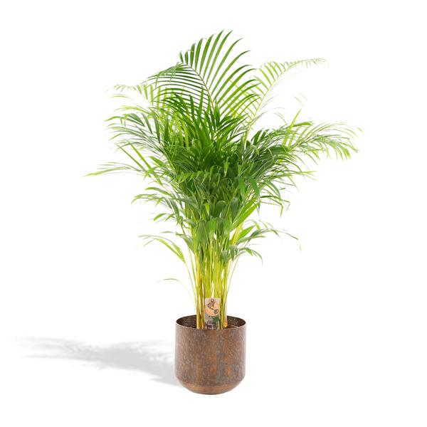 Dypsis Lutescens / Areca palm + pot - ↕130cm - Ø24cm