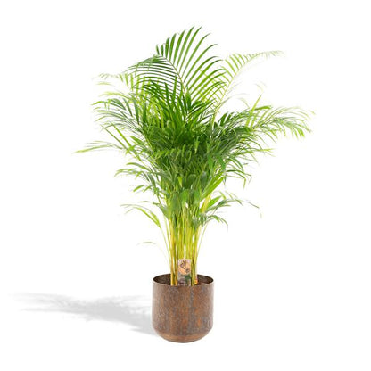 Dypsis Lutescens / Areca palm + pot - ↕130cm - Ø24cm