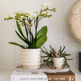 Combi deal - Pots Marble Light