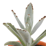 Cactus & vetplanten + terracotta pot - ↕8-13cm - Ø6cm - x15