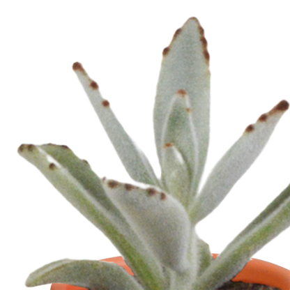 Cactus & vetplanten + terracotta pot - ↕8-13cm - Ø6cm - x15