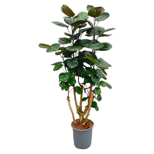 Polyscias Fabian - ↕130cm - Ø24cm