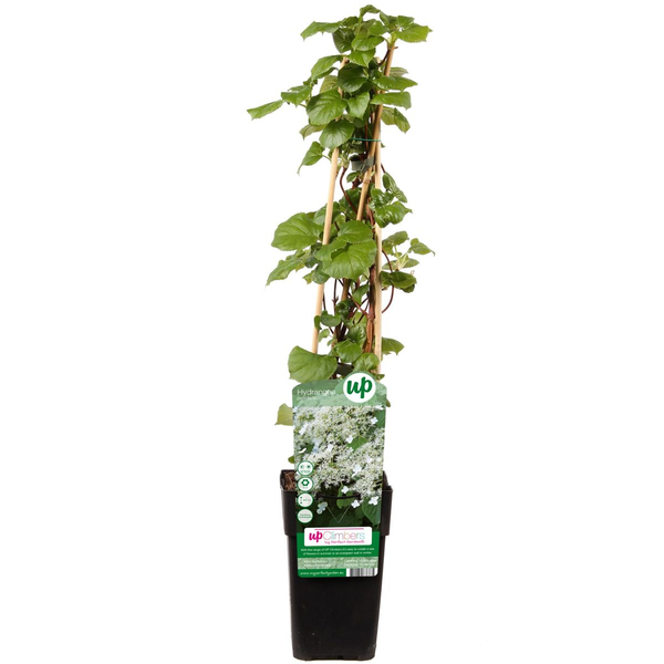 Hydrangea petiolaris - Hortensia grimpant - ↕65cm - Ø15cm